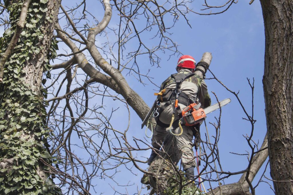 professional arborist climbing to tree
