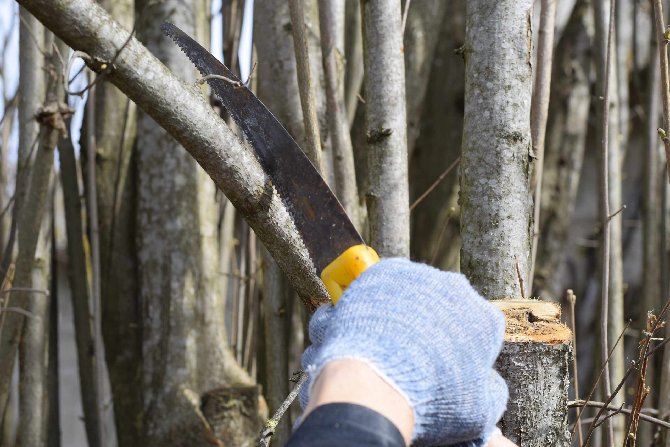 Why Tree Pruning Services are Essential for Healthy Trees