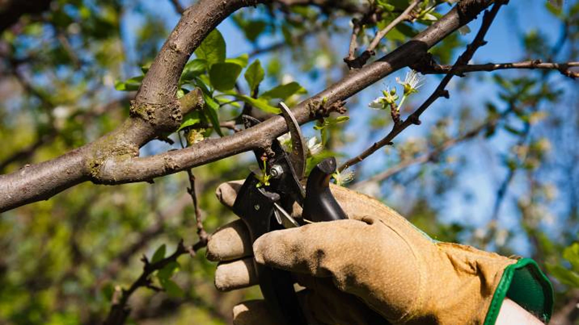 tree pruning