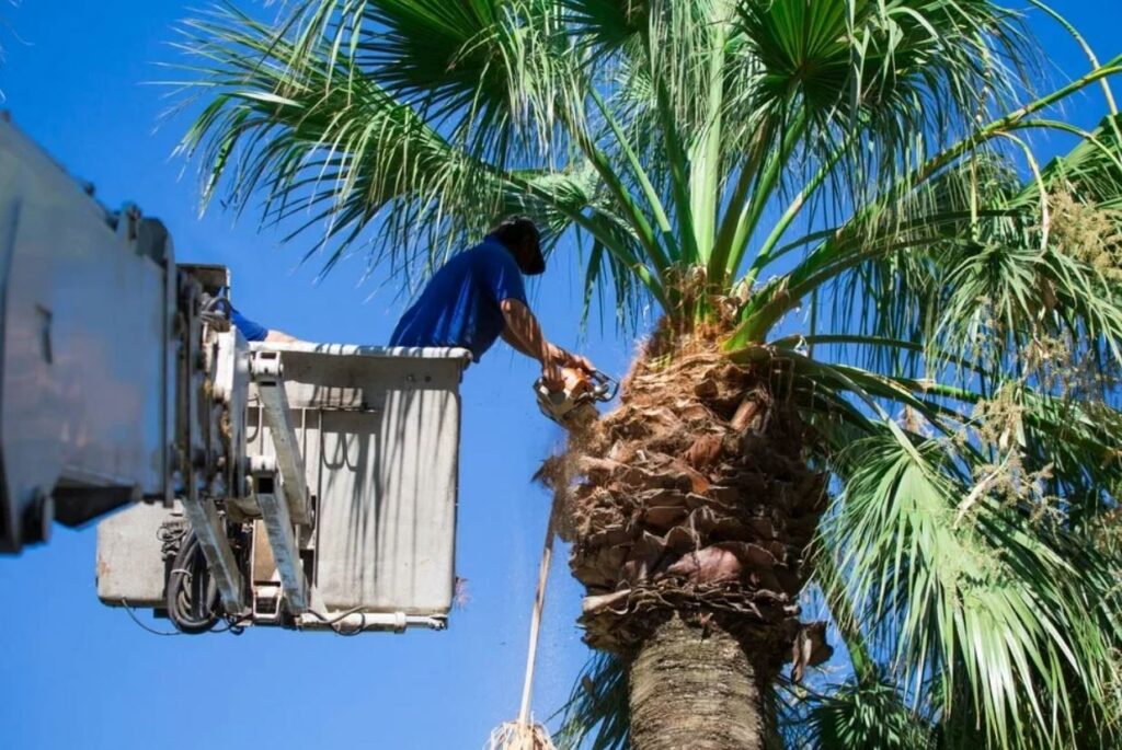 Palm Tree Cleaning.