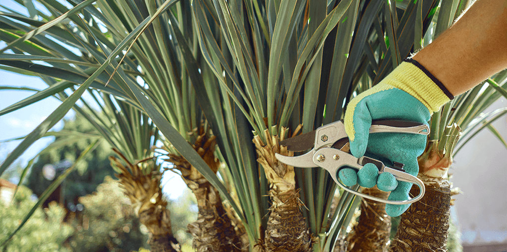 palm tree pruning sheers