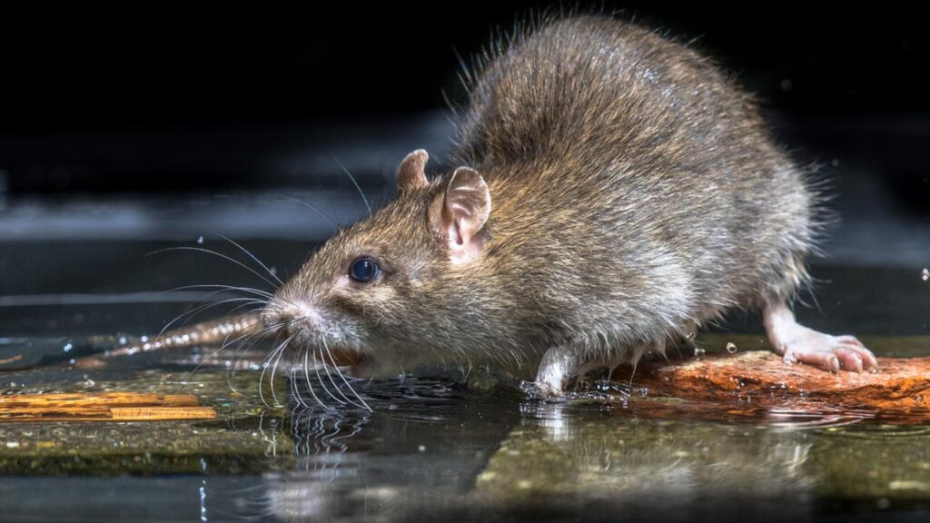 Mice Removal Sydney: Stop Night-Time Scurrying for Good
