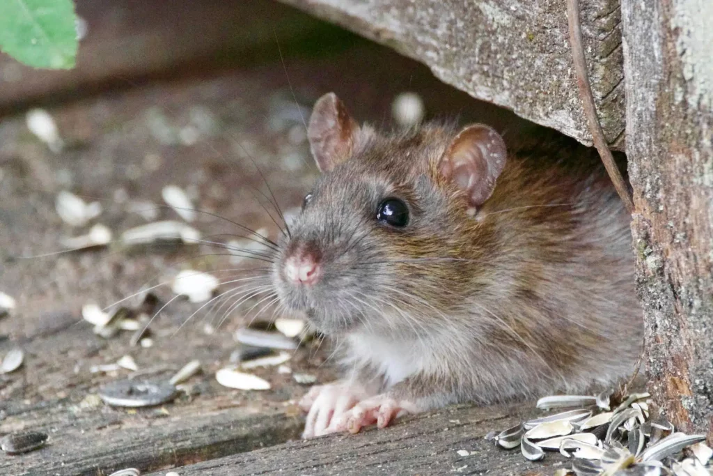 Mice Removal Sydney: Stop Night-Time Scurrying for Good