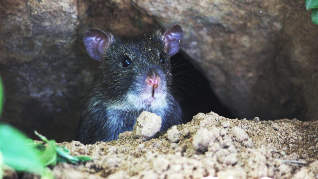 Mice Removal Sydney: Stop Night-Time Scurrying for Good