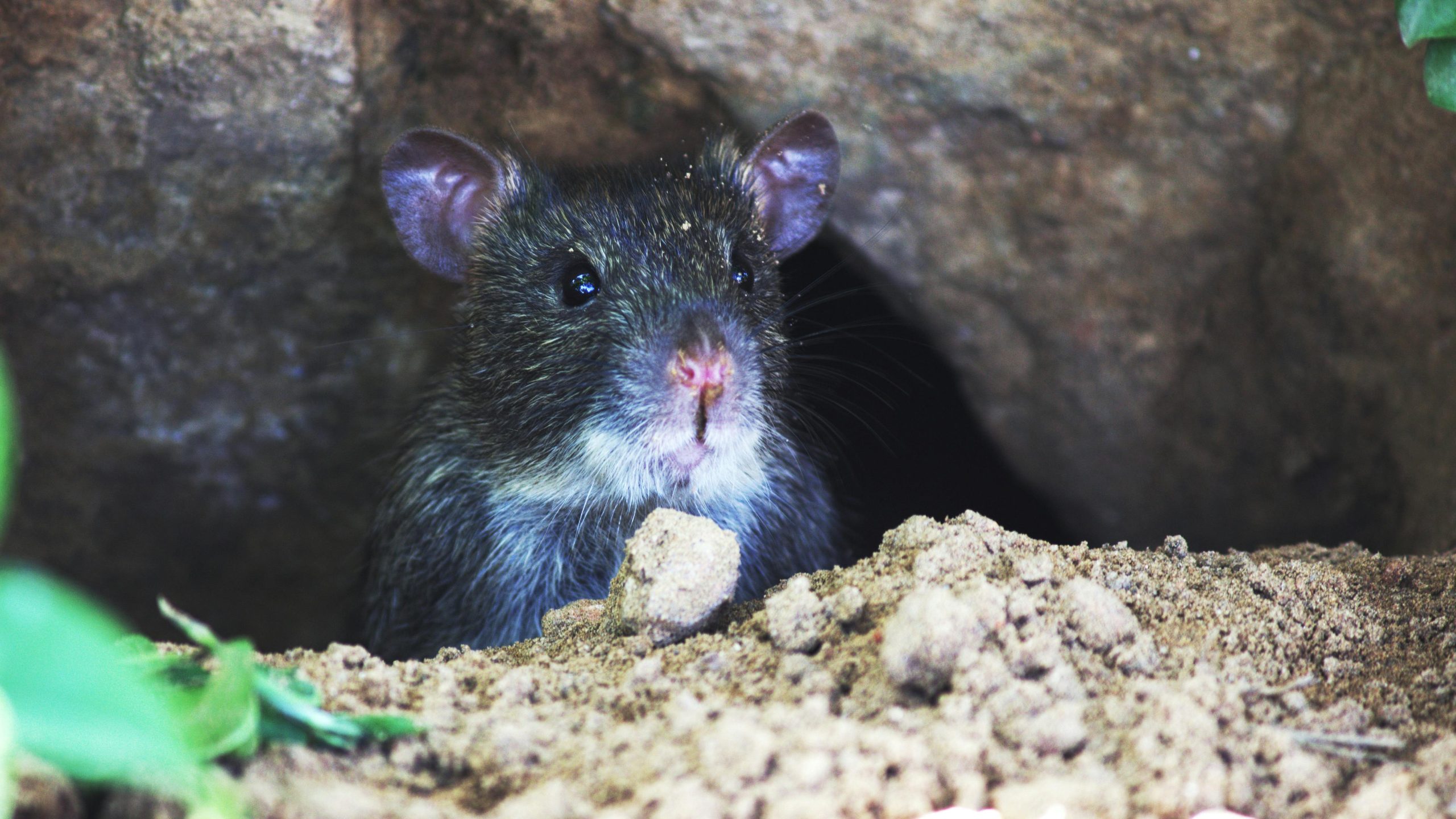 Mice Removal Sydney: Stop Night-Time Scurrying for Good
