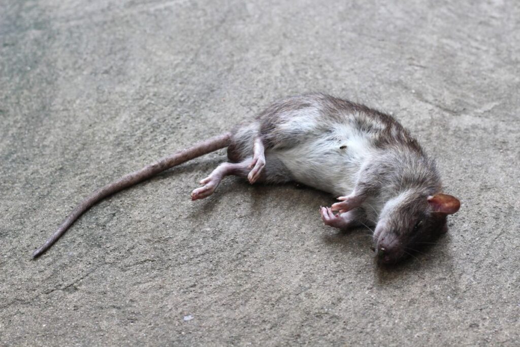 Rodent Removal Sydney: Why Going Professional Beats DIY Every Time